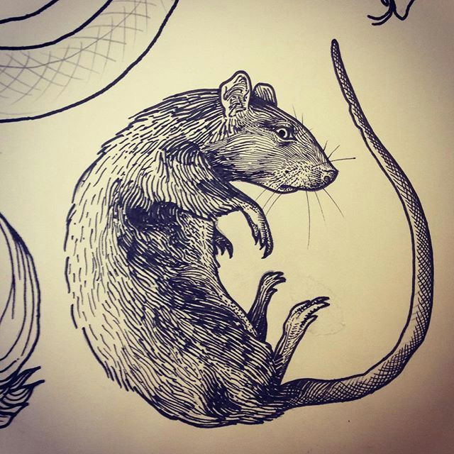 Drawing Rat Skull Rat Tattoo Art On Instagram Not Kitty Tattoos Rat Tattoo Art