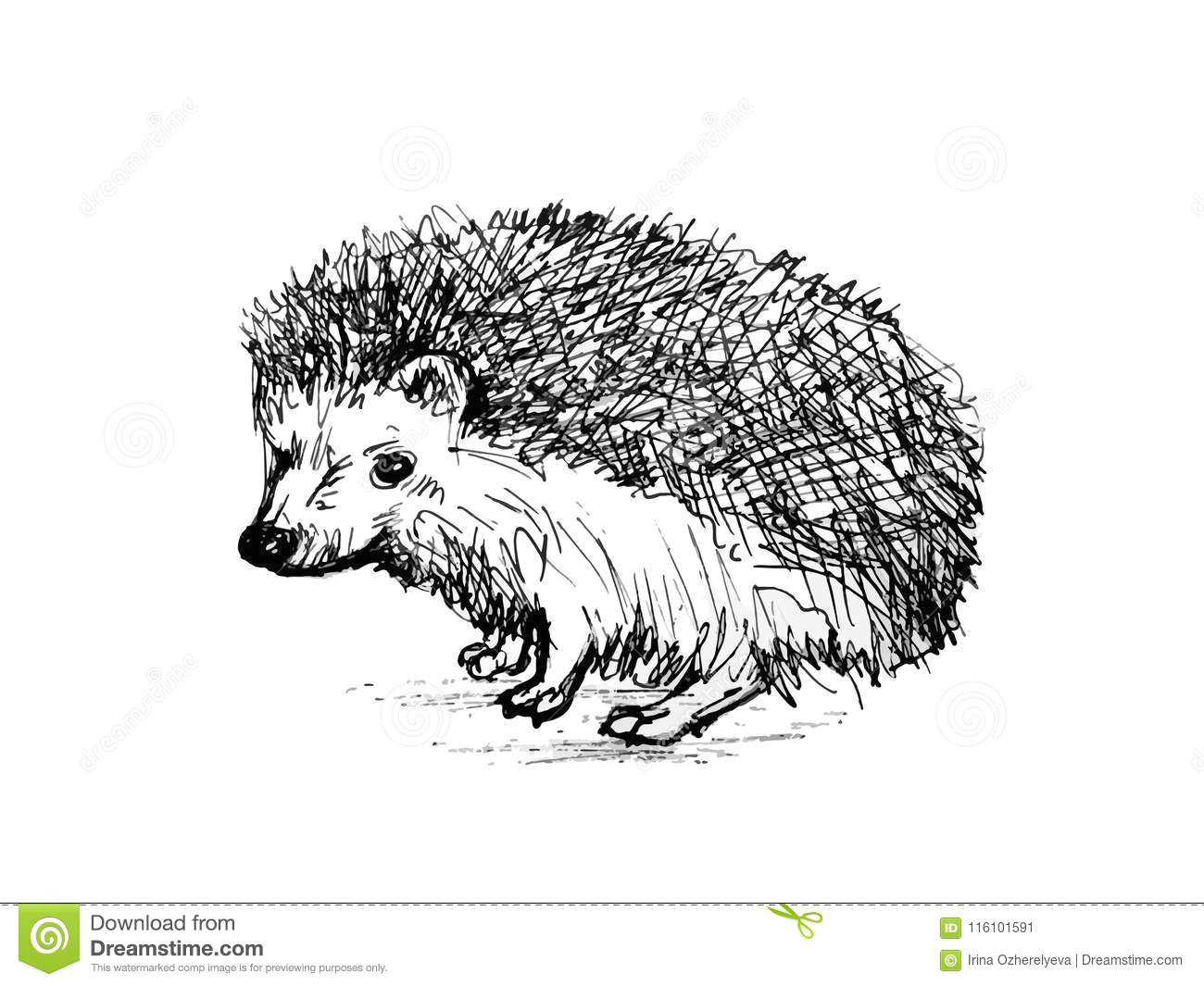 Drawing Realistic Cartoons Hedgehog Realistic Drawing Stock Illustration Illustration Of
