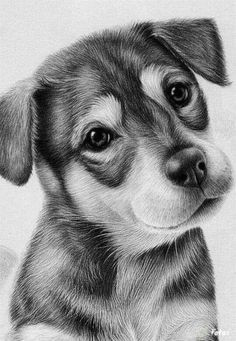 Drawing Realistic Dog Face 163 Best How to Draw Dogs Images