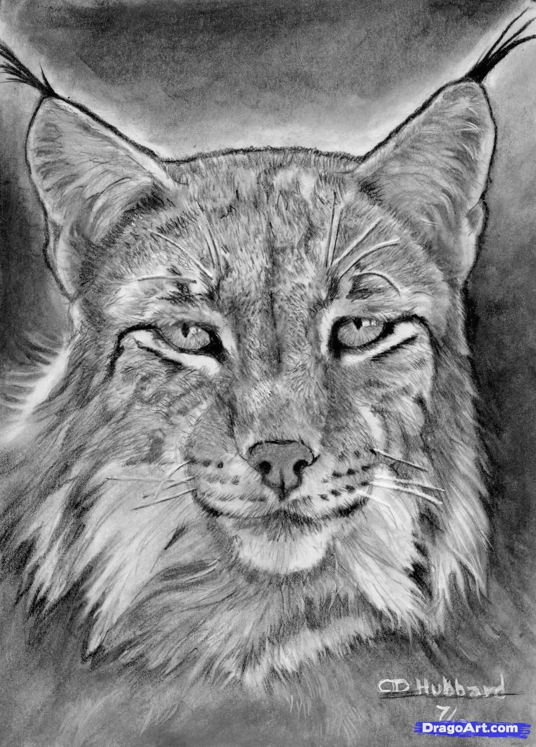 Drawing Realistic Dog Face How to Draw A Realistic Lynx Step 22 Cats Pinterest Drawings