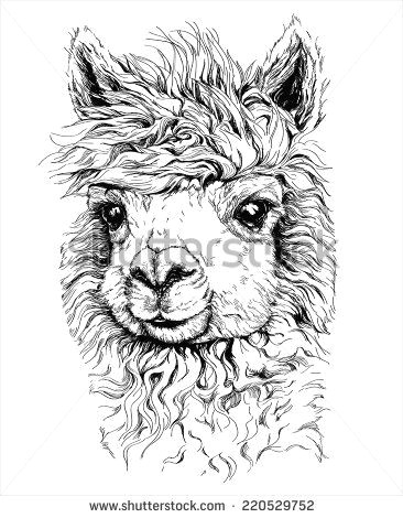 Drawing Realistic Dog Face Realistic Sketch Of Lama Alpaca Black and White Drawing isolated