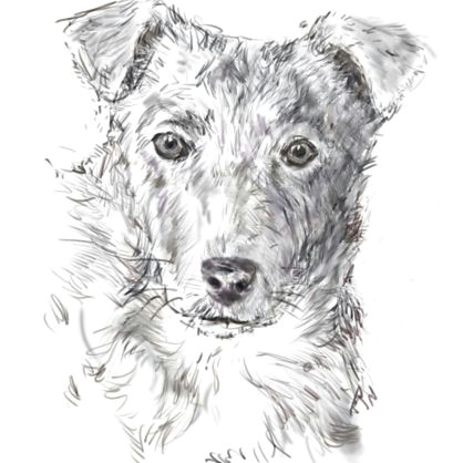 Drawing Realistic Dog Hair How to Draw A Dog From A Photograph
