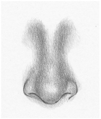 Drawing Realistic Dog Nose D D Do D D N D N D D D N N D D N N Dµd D D Dµdod D D D N D N 7 D N D N N N N N D D D D Web Paint Ru