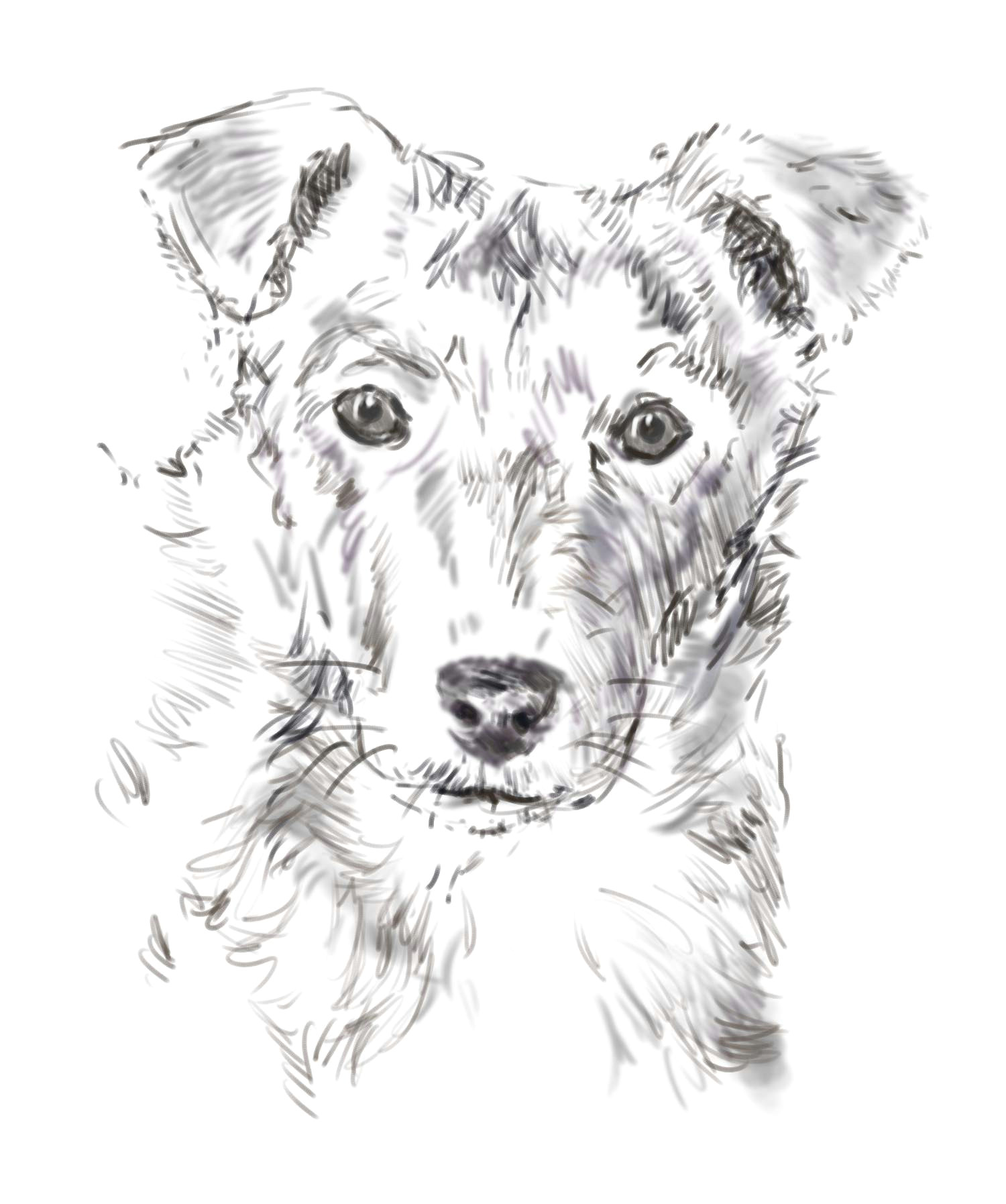 Drawing Realistic Dog Nose How to Draw A Dog From A Photograph