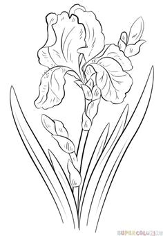 Drawing Realistic Flowers Tutorial How to Draw An Iris Flower Step by Step Drawing Tutorials