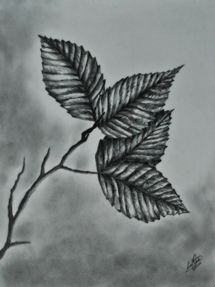 Drawing Realistic Things Realistic Leaves Drawing Google Search How to Draw Realistic