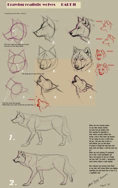 Drawing Realistic Wolves Guides to Drawing Wolves Drawing Pinterest Drawings Art and