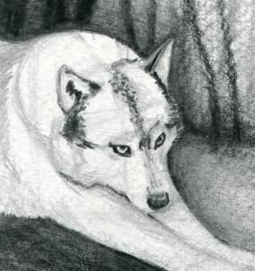 Drawing Realistic Wolves Realistic Wolf Drawings Google Search Drawing Class Ideas