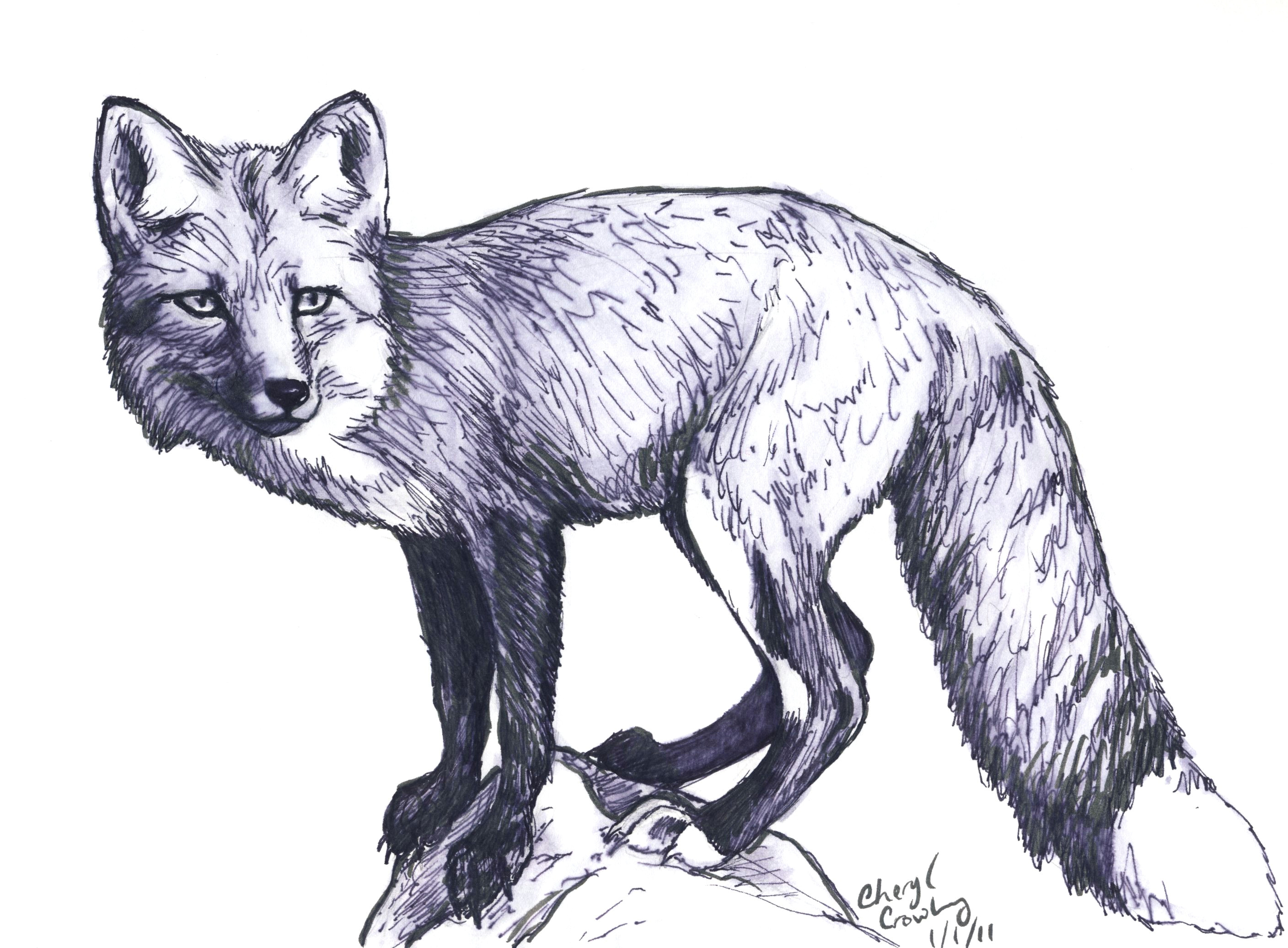 Drawing Realistic Wolves Red Fox Sketches Google Search Beautiful Creativity Pinterest