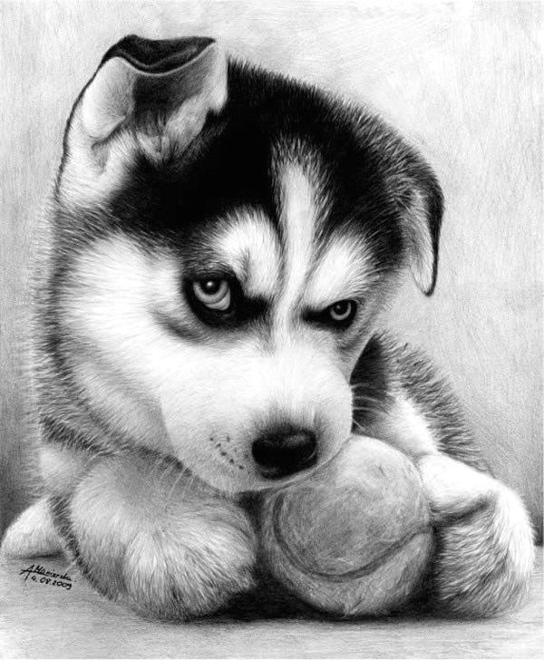 Drawing Really Cute Baby Animals 40 Realistic Animal Pencil Drawings Pencil Drawings Drawings