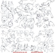 Drawing Reference Wolf 124 Mejores Imagenes De Wolf and Dog Anatomy References En 2019