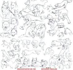 Drawing Reference Wolf 124 Mejores Imagenes De Wolf and Dog Anatomy References En 2019