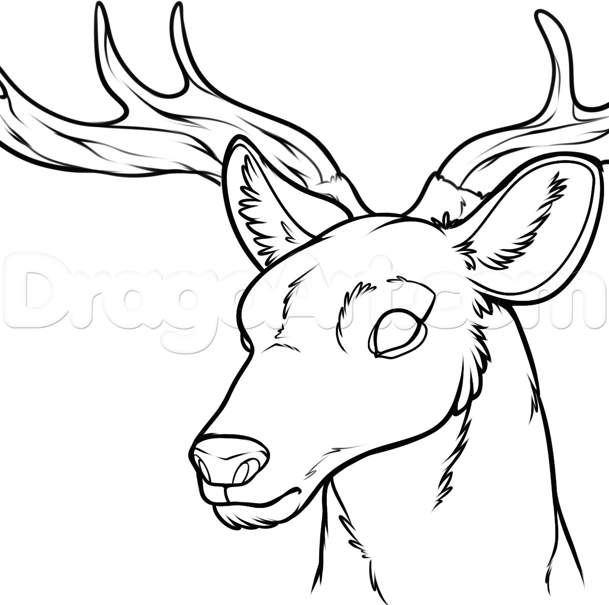 Drawing Reindeer Eyes Drawings Of Deers Elita Mydearest Co