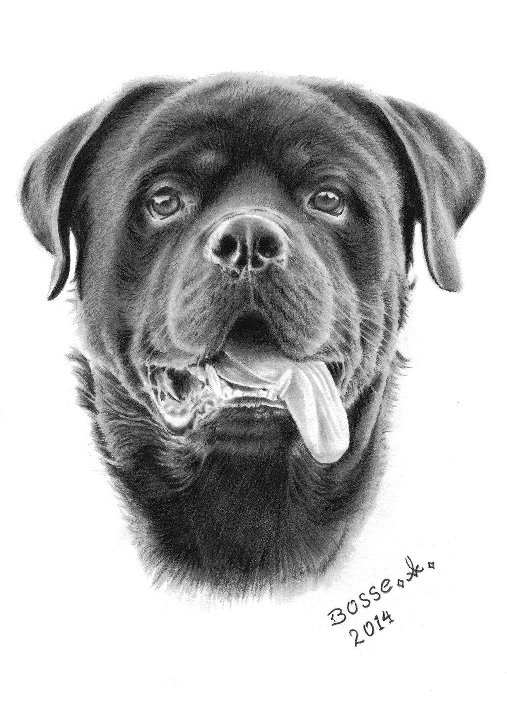 Drawing Rottweiler Dog Pin by Dog Breeds On Aaa Dog Portraits Pinterest Rottweiler