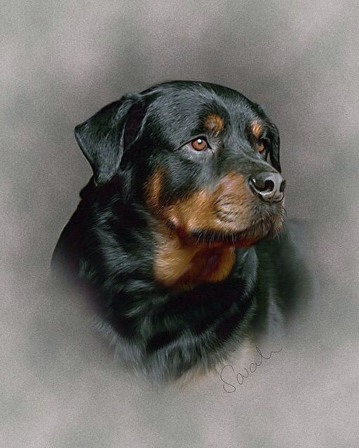 Drawing Rottweiler Dog Rottie Art Work Rotties Rule Rottweiler Dogs Puppies