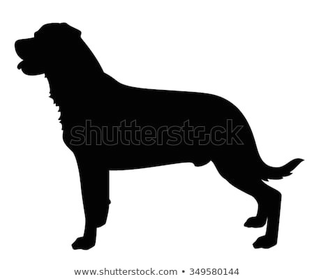 Drawing Rottweiler Dog Rottweiler Dog Standing Side View Silhouette Stock Vector Royalty