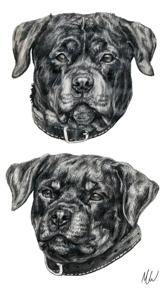 Drawing Rottweiler Dog Rottweiler Sketches by Reincheck Dogs and Psy I