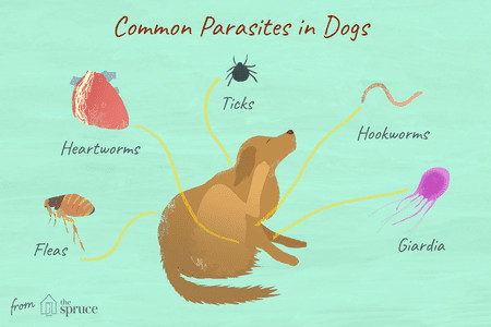 Drawing Salve Dogs 14 Worms Mites Ticks and Other Canine Parasites