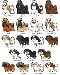 Drawing Short Dog Hair 120 Best Drawing Dog Images Cute Drawings Kawaii Drawings Doggies