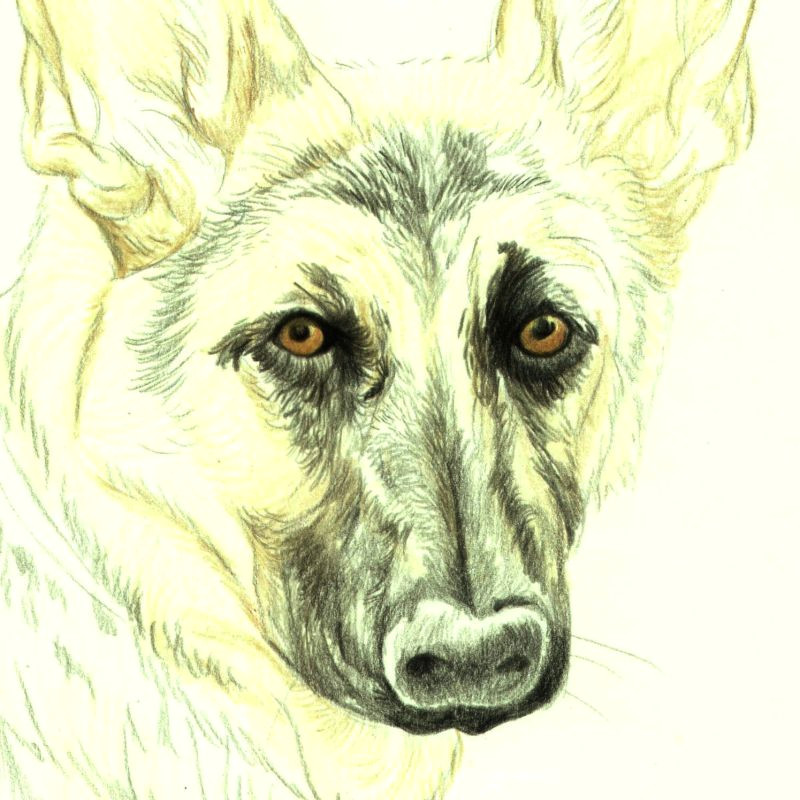 Drawing Short Dog Hair Drawing Lesson A German Shepherd In Colored Pencil
