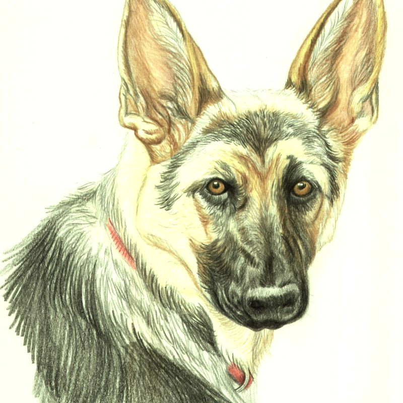 Drawing Short Dog Hair Drawing Lesson A German Shepherd In Colored Pencil