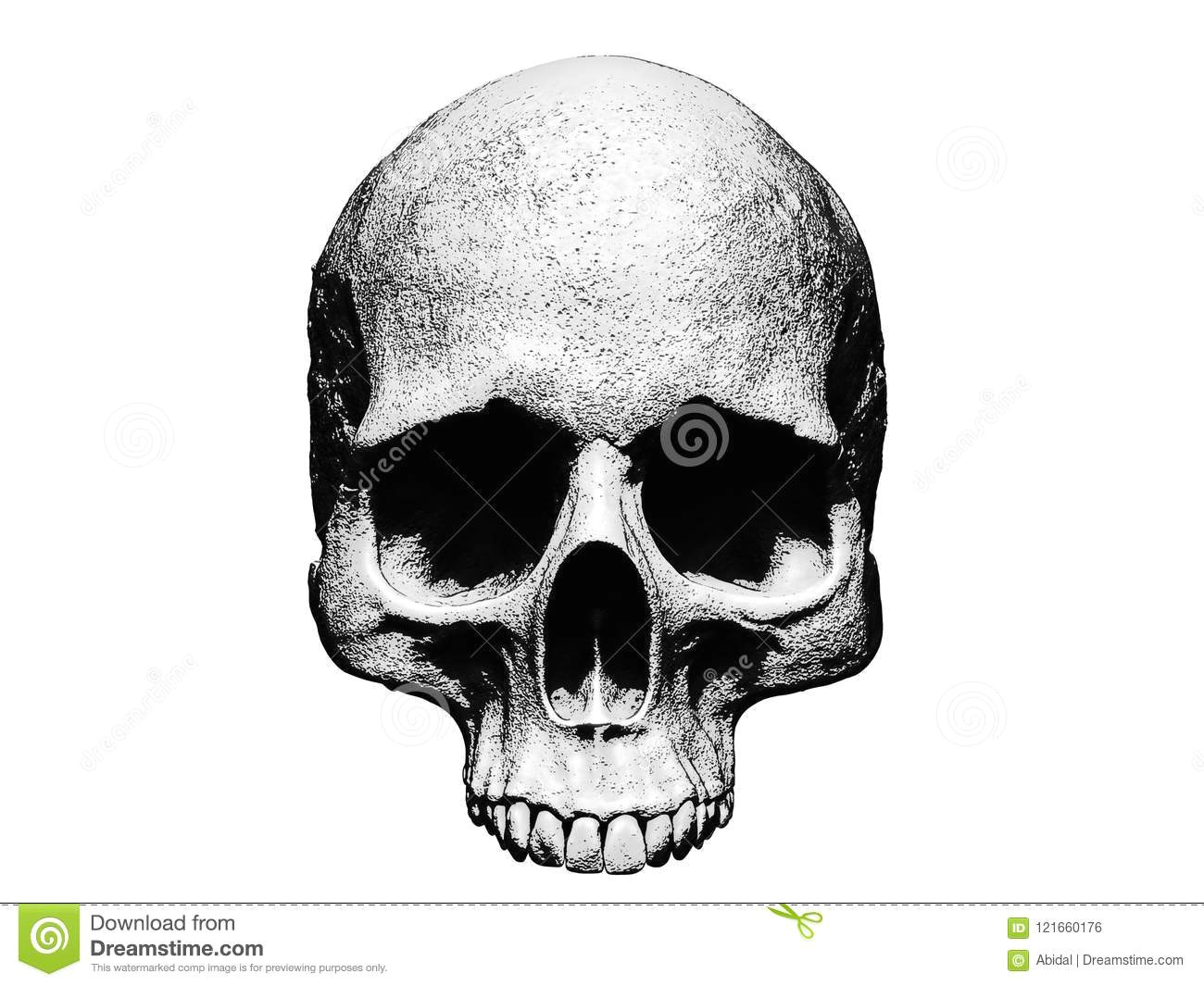 Drawing Skull Black and White Skull Illustration isolated In White Background Stock Illustration