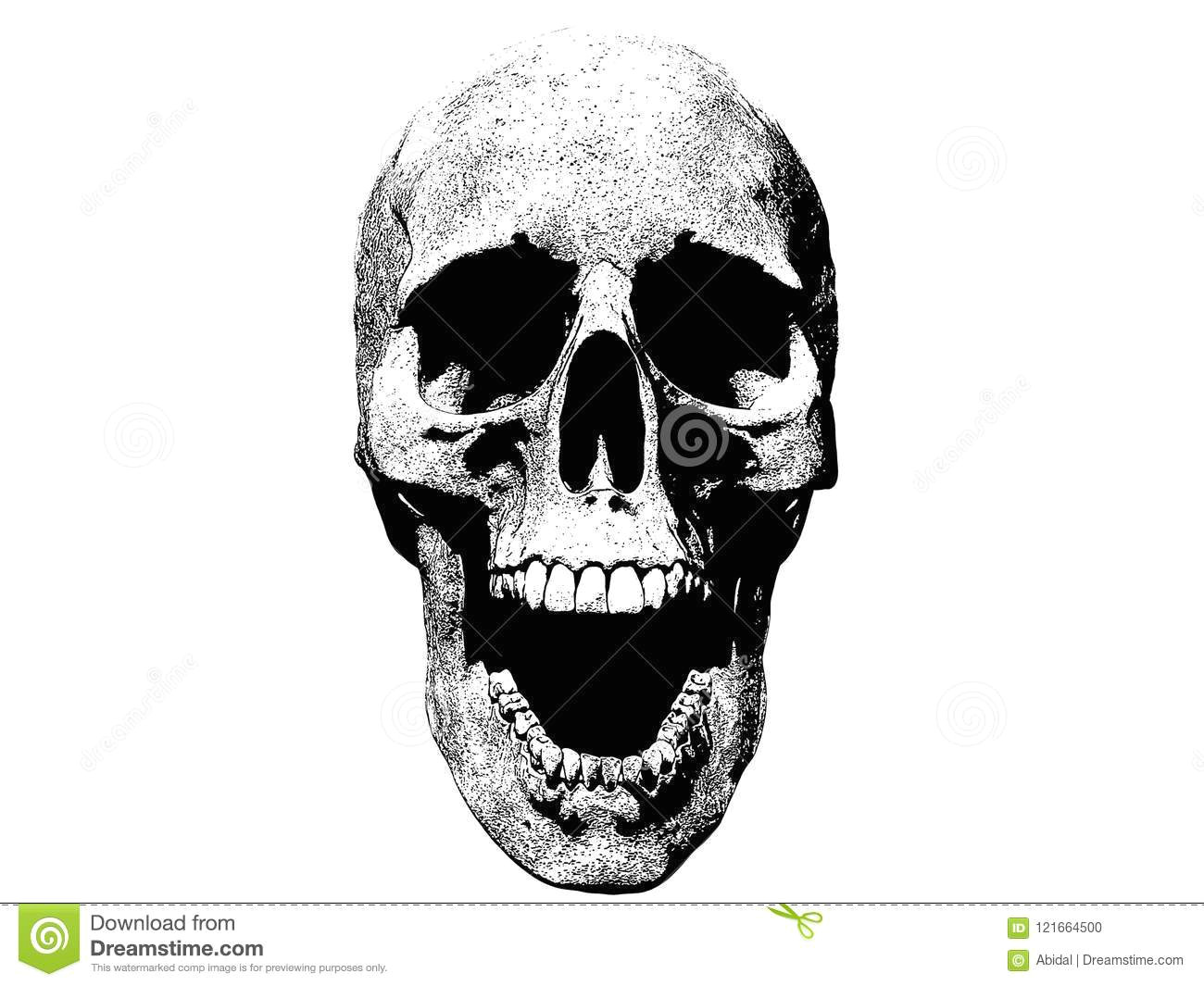 Drawing Skull Black and White Skull Screaming isolated In White Background Stock Illustration