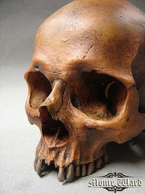 Drawing Skull Reference Skull References Skulls Craneo Humano Arte Del Craneo Craneo