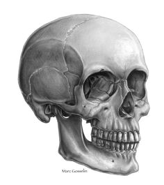 Drawing Skull Side View 365 Best the Human Skull Images In 2019 Skulls Skull Bones