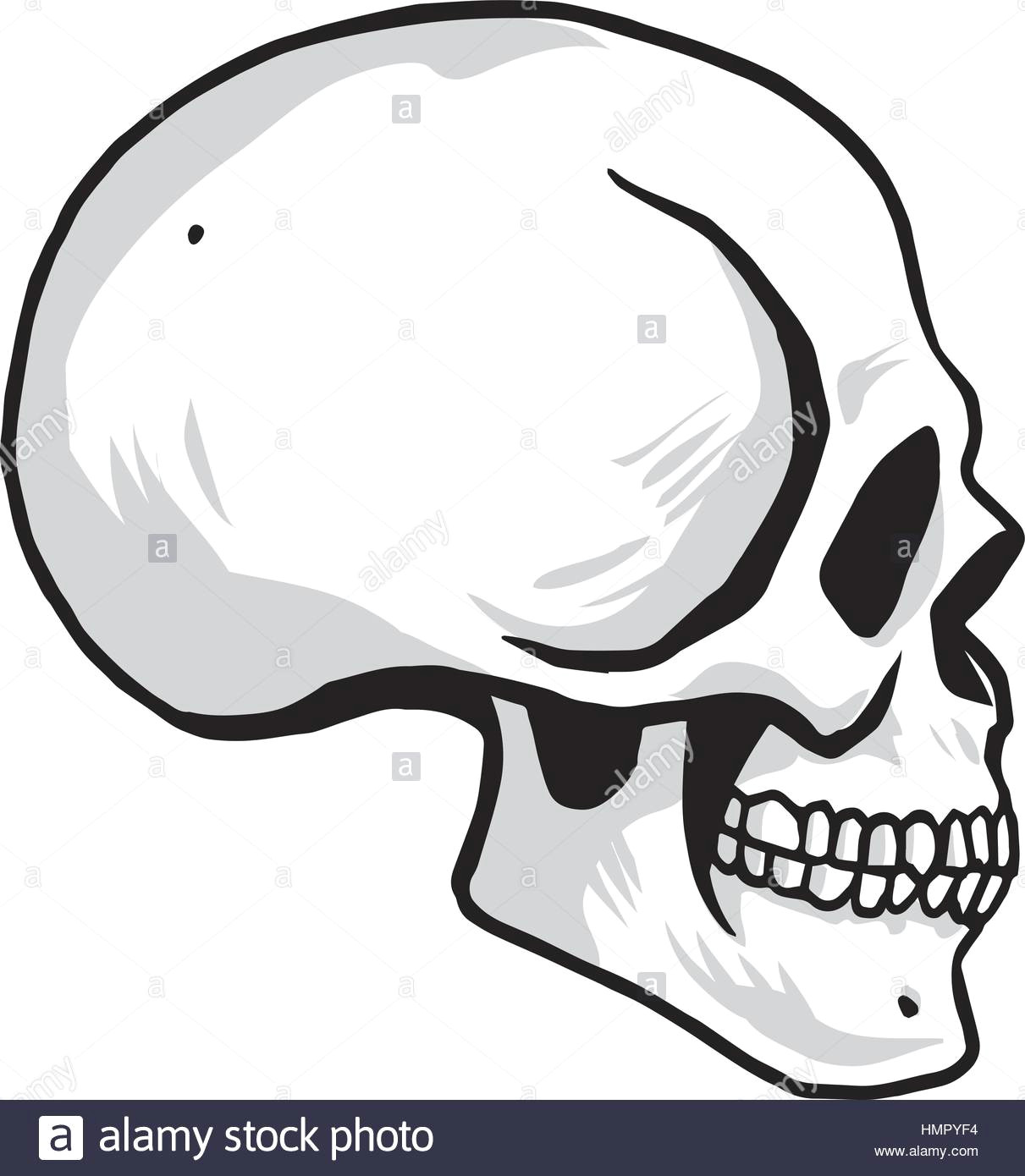 Drawing Skull Side View Seitenansicht Oder Profil Stockfotos Seitenansicht Oder Profil