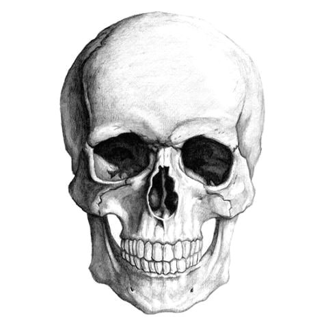 Drawing Skulls for Beginners Human Skull Skulls Pinterest Skull Illustration Skull and