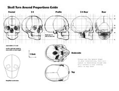 Drawing Skulls Proportions 1623 Best Anatomy Images In 2019 Anatomy Reference Anatomy