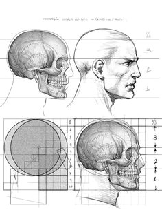 Drawing Skulls Proportions 174 Best Anatomy Reference Head Neck Skull Images Drawing Heads