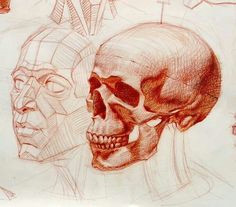 Drawing Skulls Proportions 457 Best Face Proportions C Images Facial Proportions