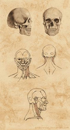Drawing Skulls Proportions 457 Best Face Proportions C Images Facial Proportions