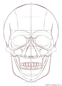 Drawing Skulls Proportions 8 Best Skulls Images On Pinterest Skull Tattoos Skulls and Bones