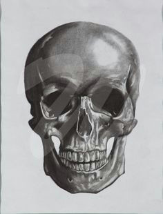 Drawing Skulls with Charcoal 20 Best Bone Drawings Images Bone Drawing Skulls Charcoal Drawings