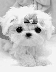 Drawing Small Dogs 2510 Best Adorable Animals Images On Pinterest Cute Puppies Cute