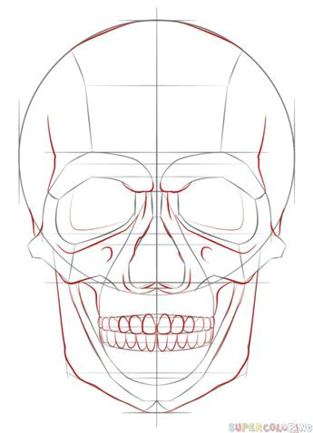 Drawing Sugar Skulls Step by Step How to Draw A Human Skull Step by Step Drawing Tutorials for Kids