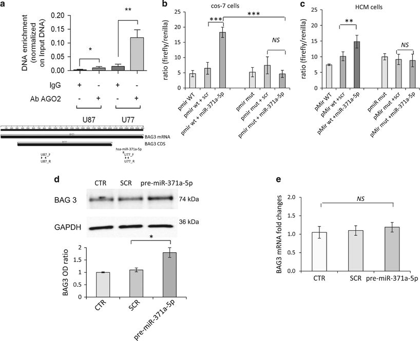 Drawing T Distribution A Novel Mir 371a 5p Mediated Pathway Leading to Bag3 Upregulation