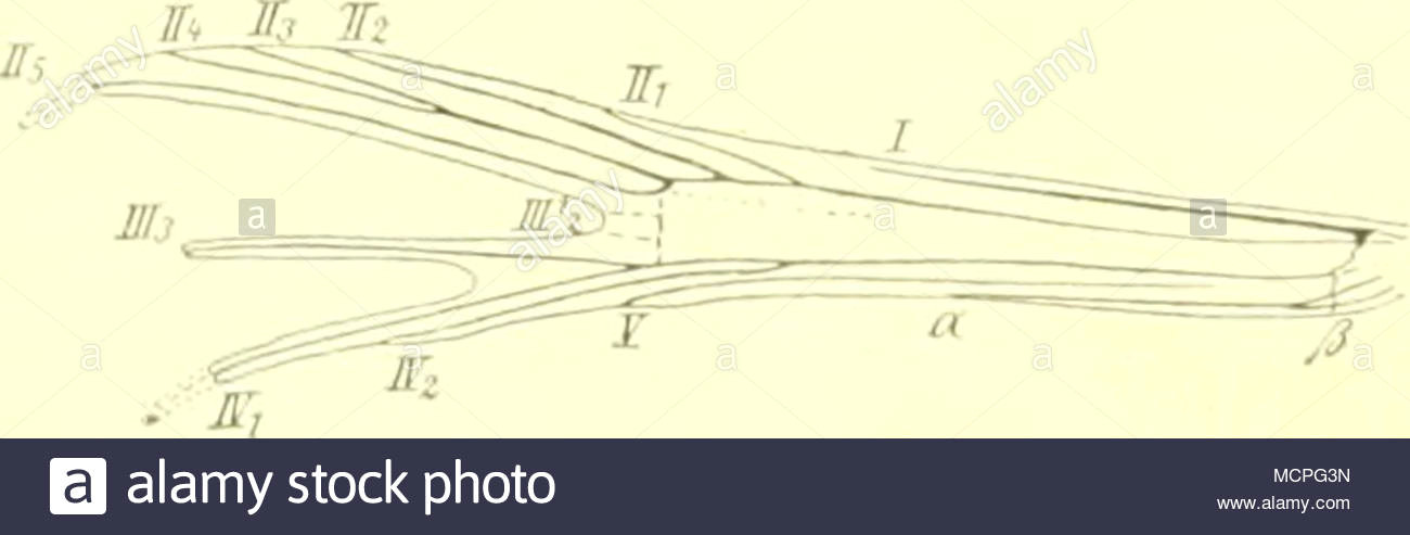 Drawing T.i.r Nebenaugen Stock Photos Nebenaugen Stock Images Alamy