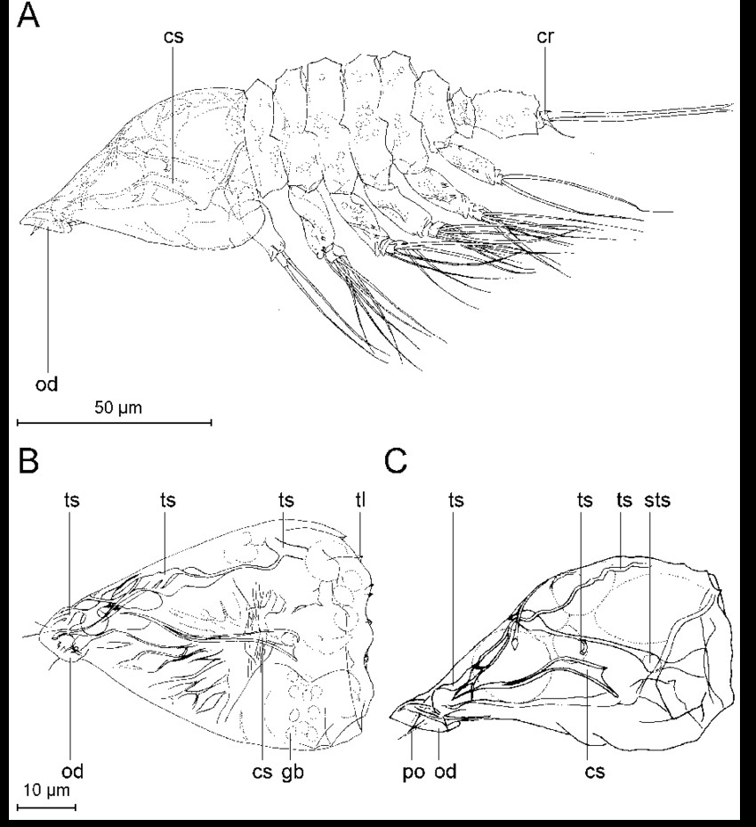 Drawing T-s Diagram Tantulus Larva Of Arcticotantulus Kristenseni Sp Nov Internal