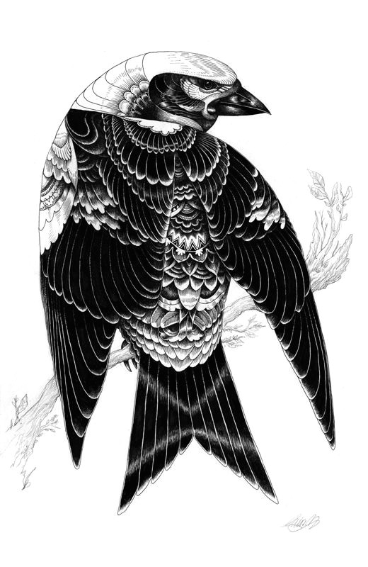 Drawing T Square Bird Illustration by Iain Macarthur T Square Illustration Art