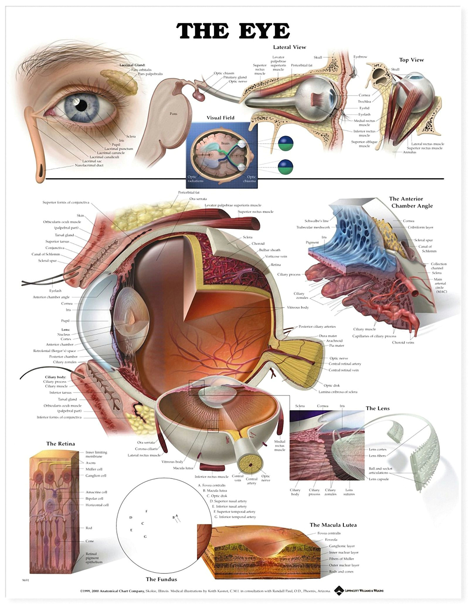 Drawing the Eye socket 7 Amazing Facts About Your Eyes Infographic Eyes Medical Drawings
