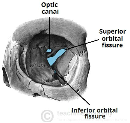 Drawing the Eye socket the Bony orbit Borders Contents Fractures Teachmeanatomy