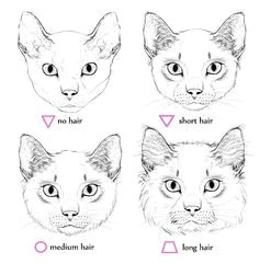 Drawing the Face Of A Cat 235 Best Art Images On Pinterest Pencil Drawings Pencil Art and