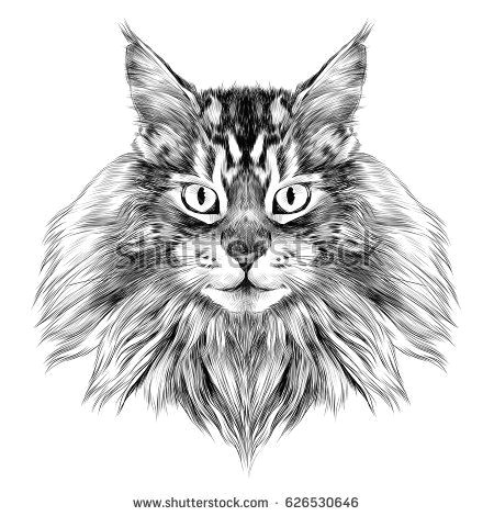 Drawing the Face Of A Cat Cat Breed Maine Coon Face Sketch Vector Black and White Drawing