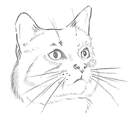 Drawing the Face Of A Cat Drawing Cats and Kittens Cats and Kittens Pinterest Cat Cat