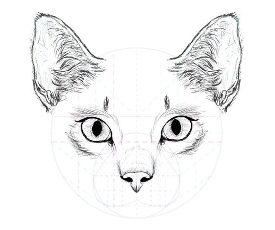 Drawing the Face Of A Cat How to Draw Animals Cats and their Anatomy Tuts Design