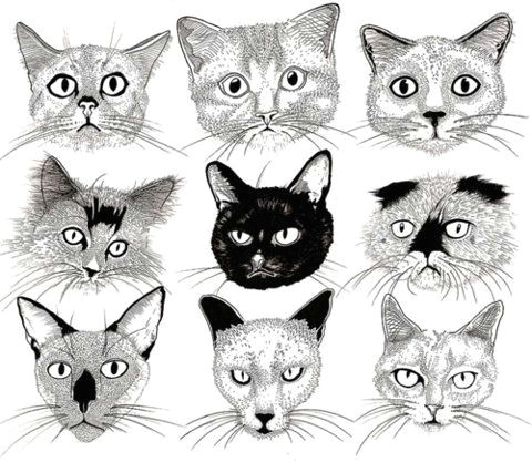 Drawing the Face Of A Cat Mysterious Cat Illustration Inspiration Pinterest Cats Cat
